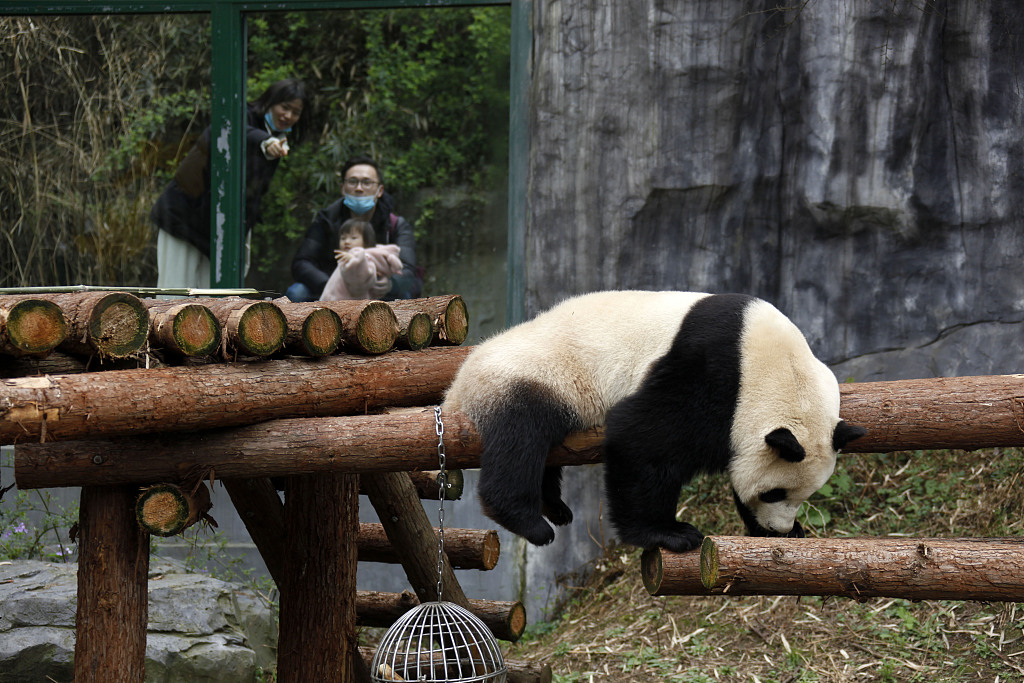 南京:红山森林动物园大熊猫萌态可掬