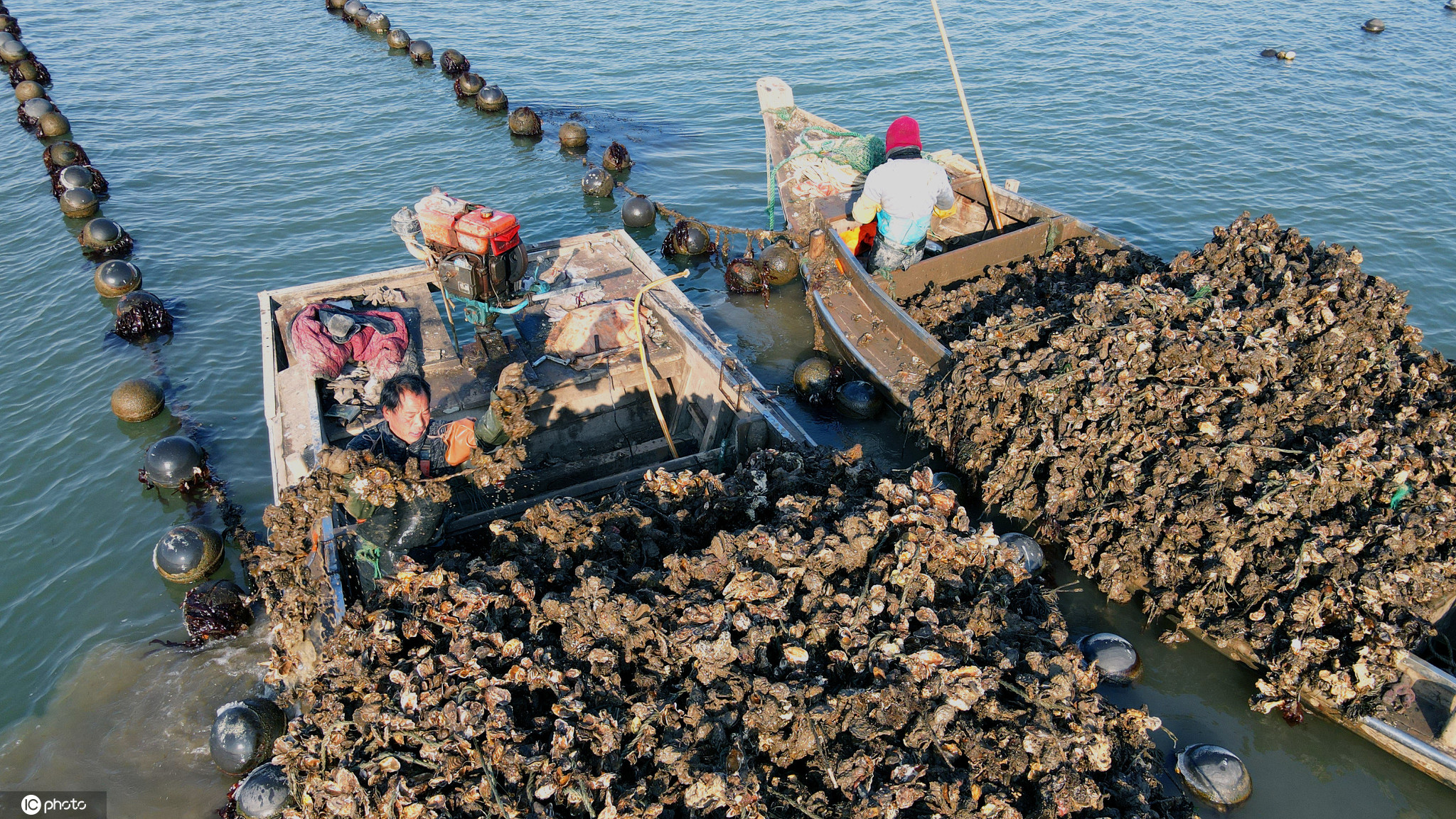 长期大量收购牡蛎壳图片