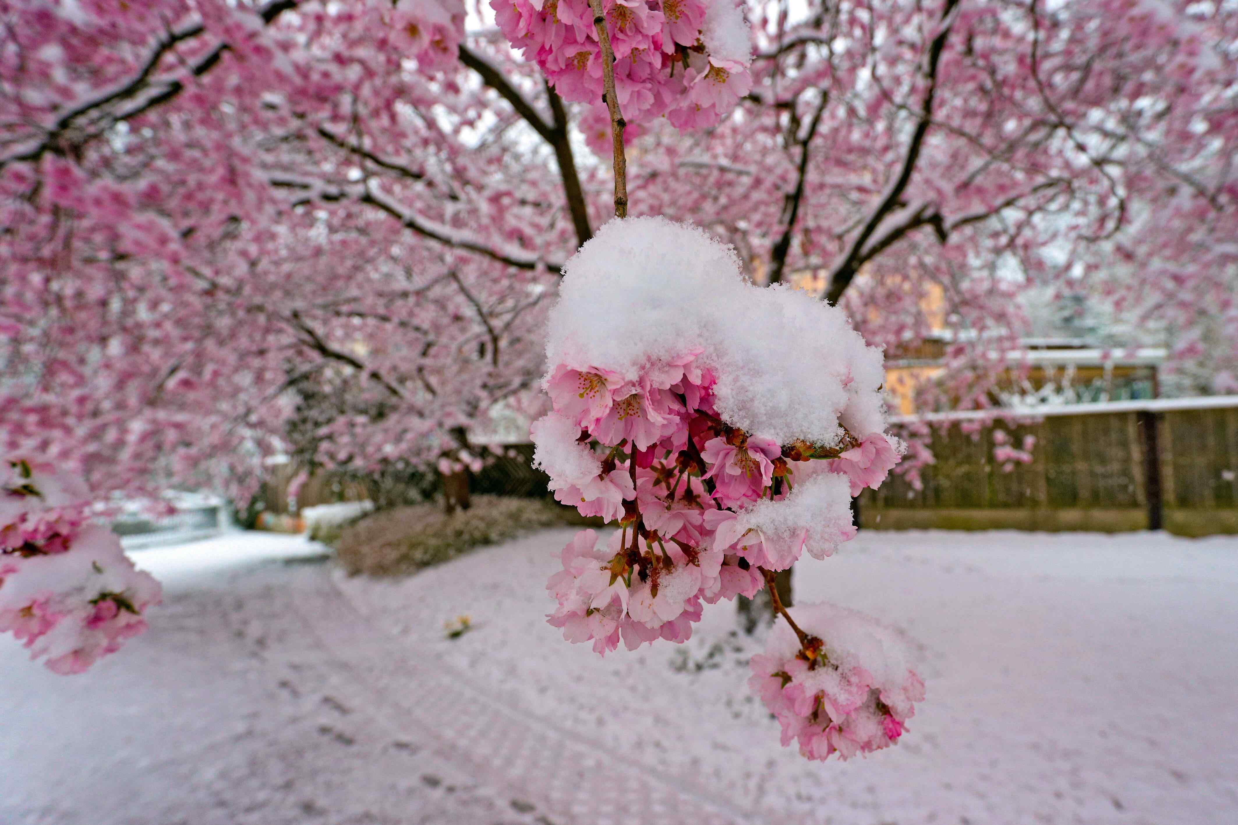 德国多地降雪雪之樱花美如画卷