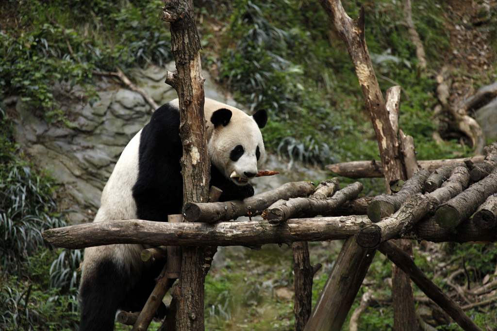 南京:紅山森林動物園大熊貓萌態可掬