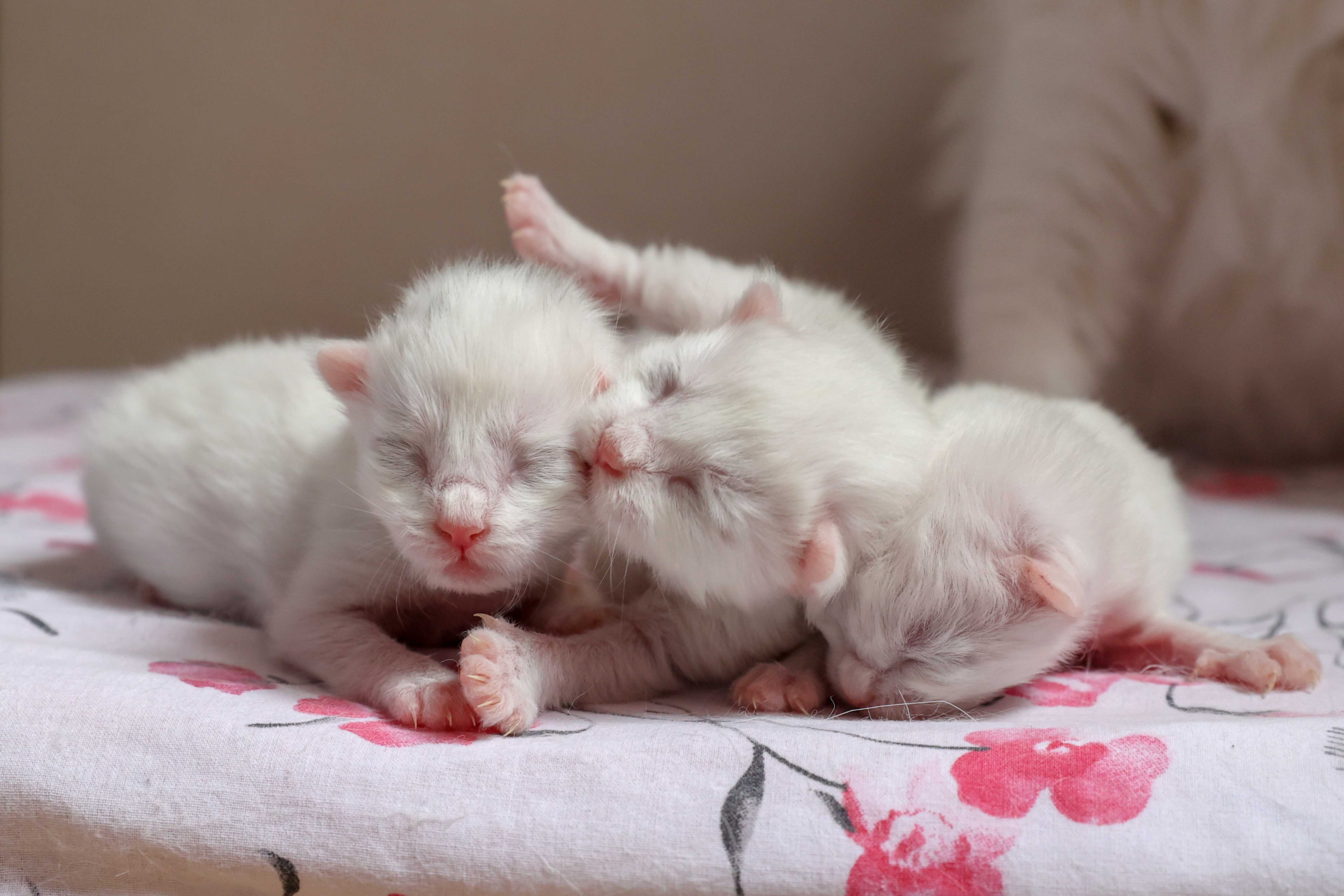 母猫产后应该如何对它进行护理？-正解问答-正解网