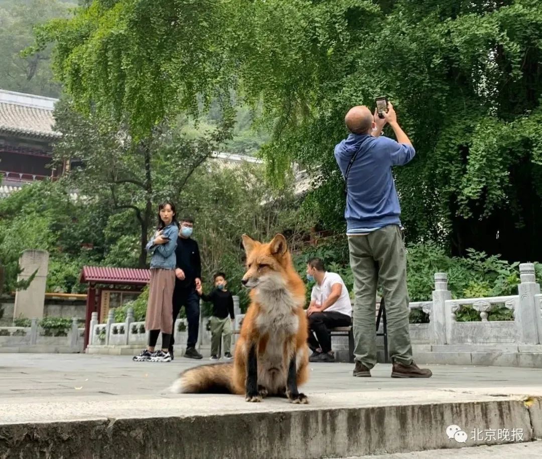 潭拓寺小狐狸图片