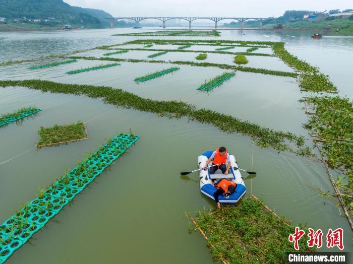航拍广西内河最大人工鱼巢 面积堪比6个足球场