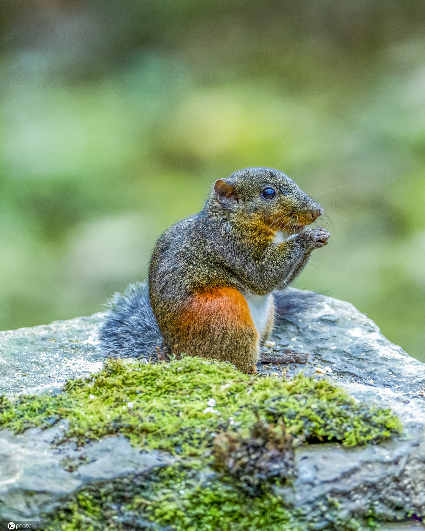 重庆南川金佛山景区小松鼠萌态可掬