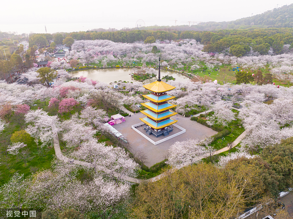 武汉东湖樱花园美景无限