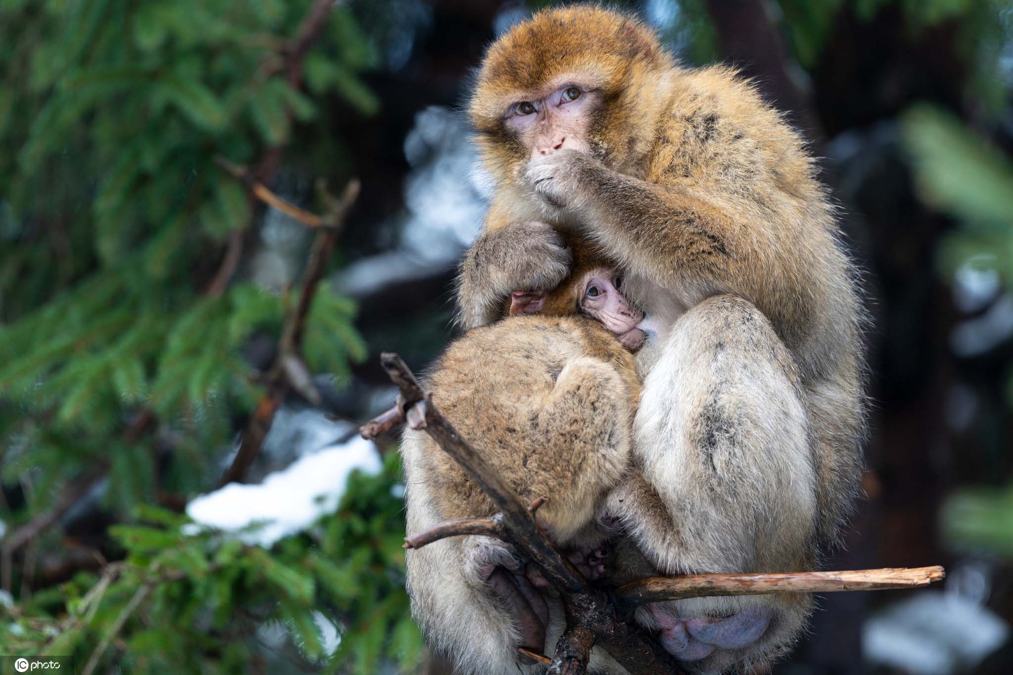 德国猕猴宝宝雪中玩耍 啃胡萝卜太萌了