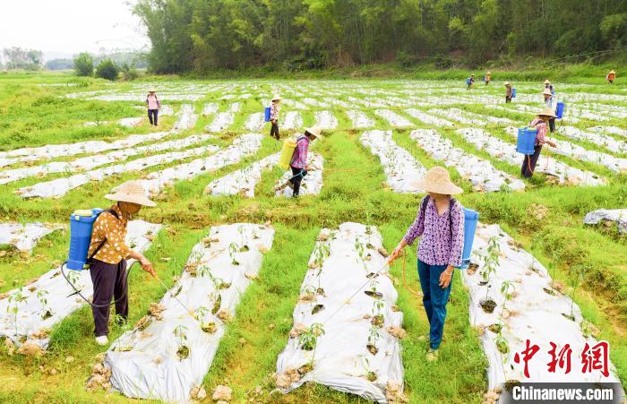 广西梧州:农民田间劳作场景构成诗意田园