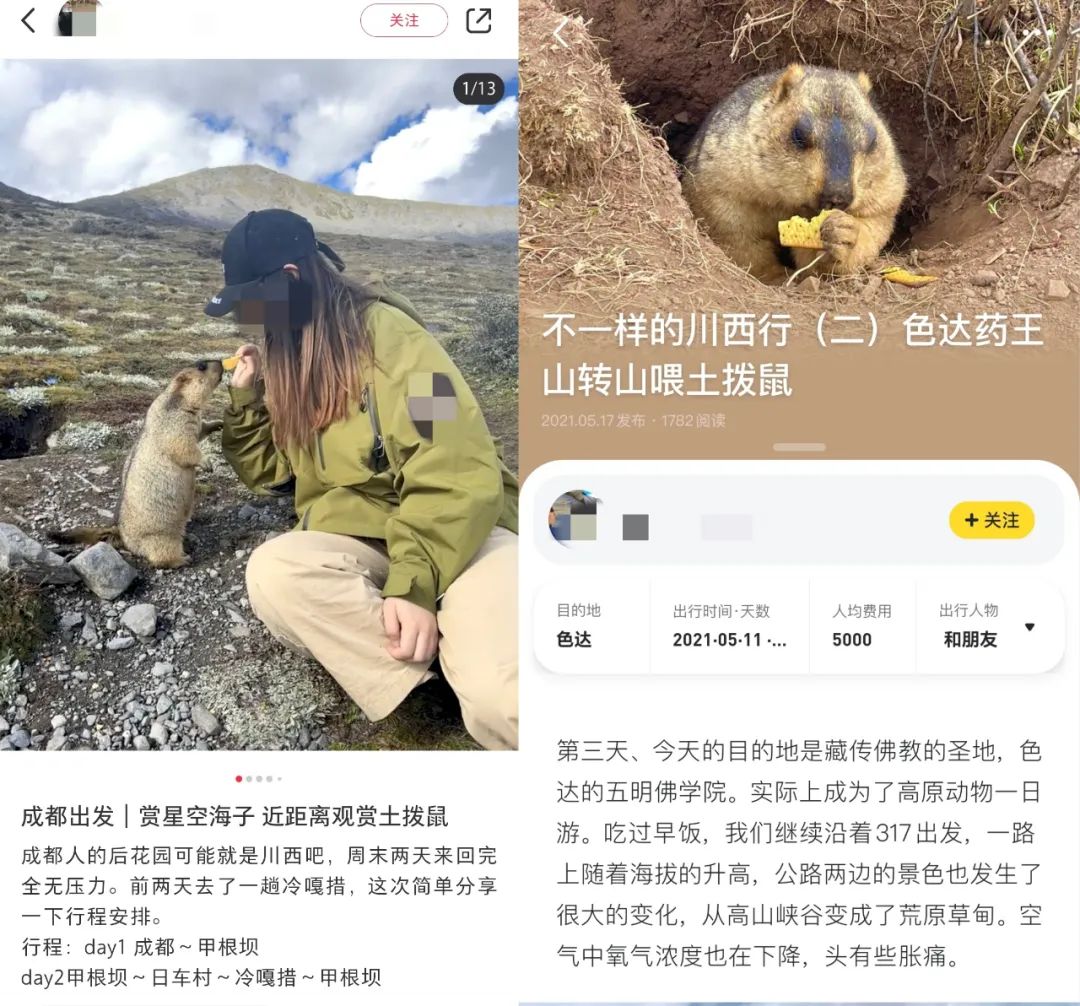 多篇网帖建议网友与土拨鼠“亲密接触”。网络图