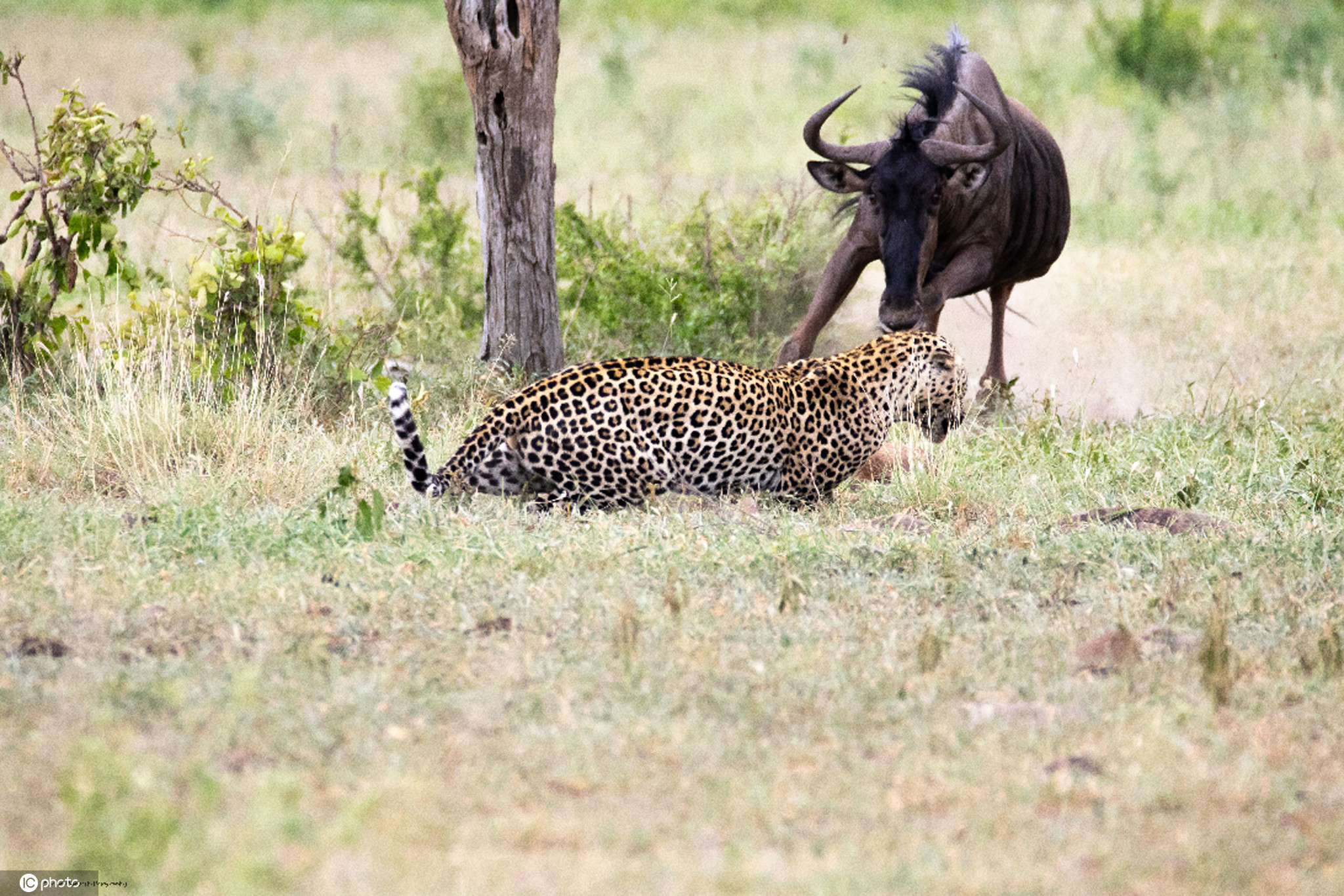 下载手机图片:动物, 猎豹，免费9497。