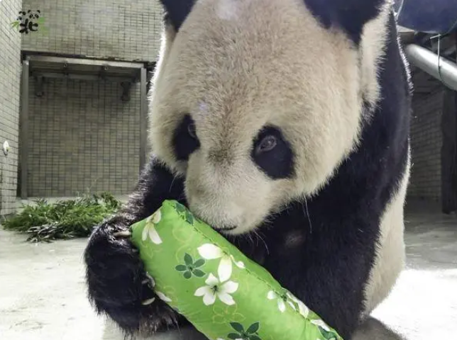 贈臺大熊貓團團病情趨於穩定食慾稍有好轉