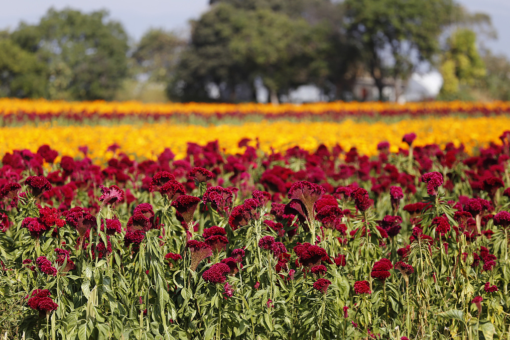 墨西哥迎万寿菊与鸡冠花收获季 两色花朵装点亡灵节