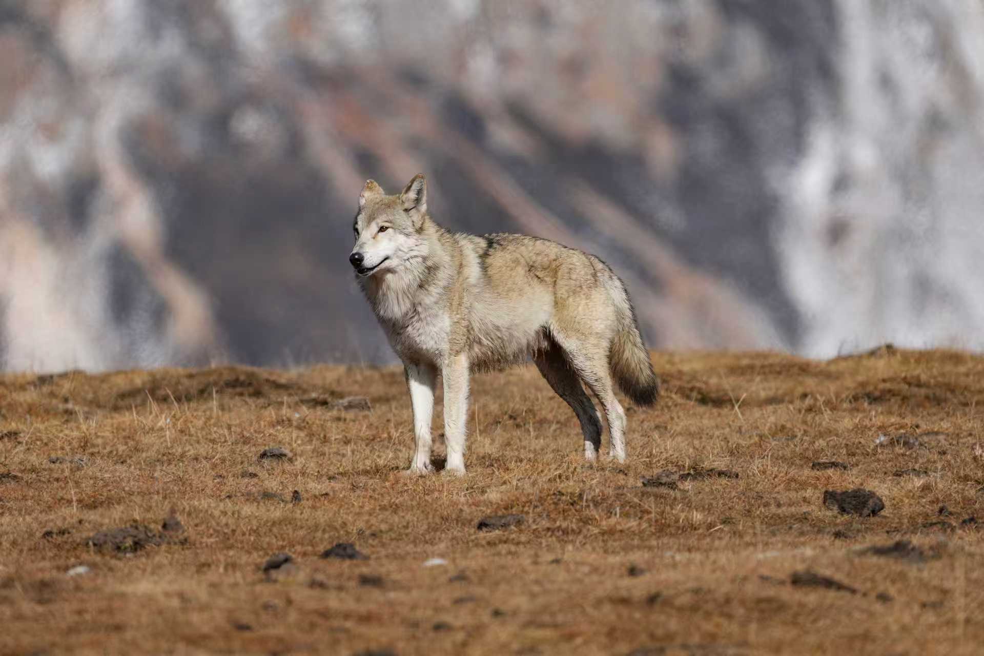 若尔盖的野狼 纳么玖摄 
