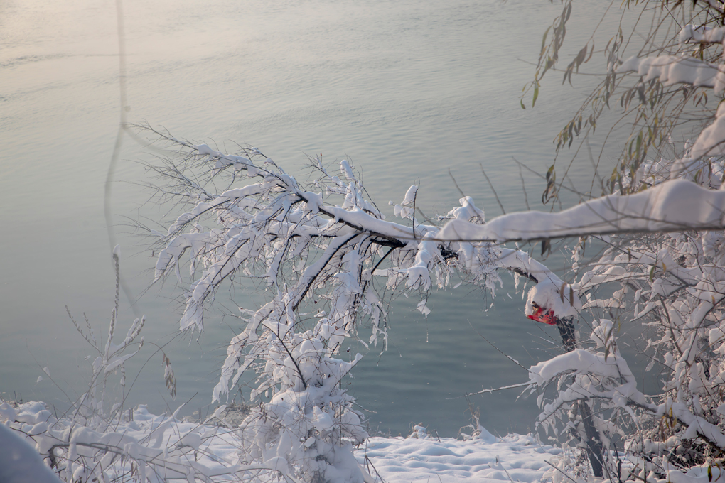 2022年11月13日,吉林省吉林市,松花江畔江滨公园美丽的树挂雪景宛如