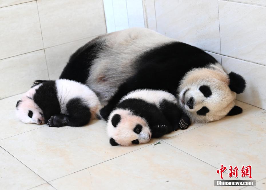 海归大熊猫宝宝所产双胞胎幼仔迎出生百日