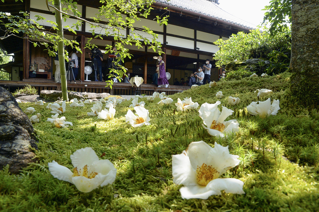 日本寺庙举行红山紫茎 赏花会
