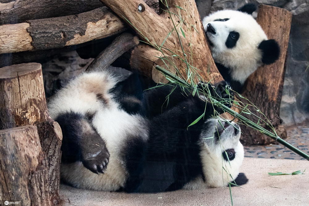 太萌了!柏林動物園雙胞胎大熊貓躺地吃竹子嬉戲打鬧