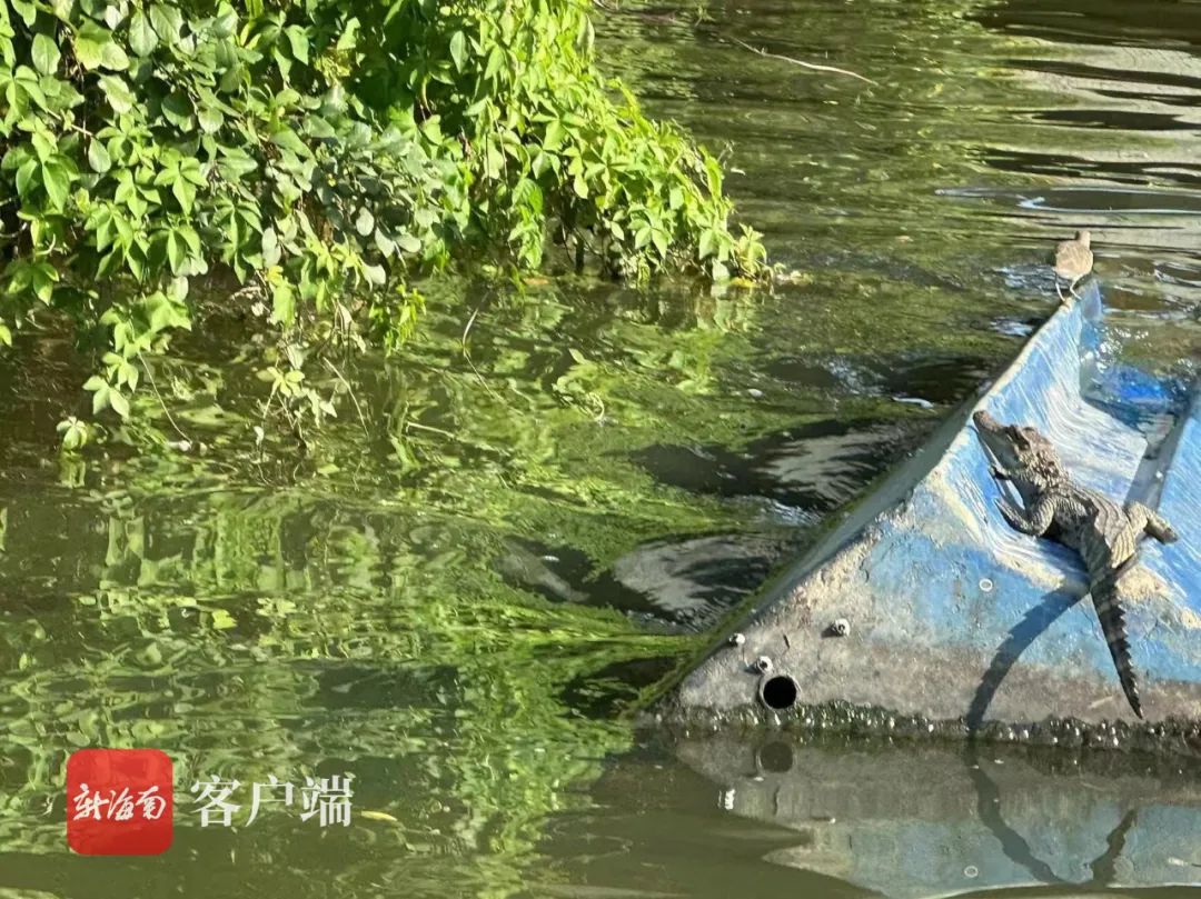 红城湖湖心岛灵异事件图片