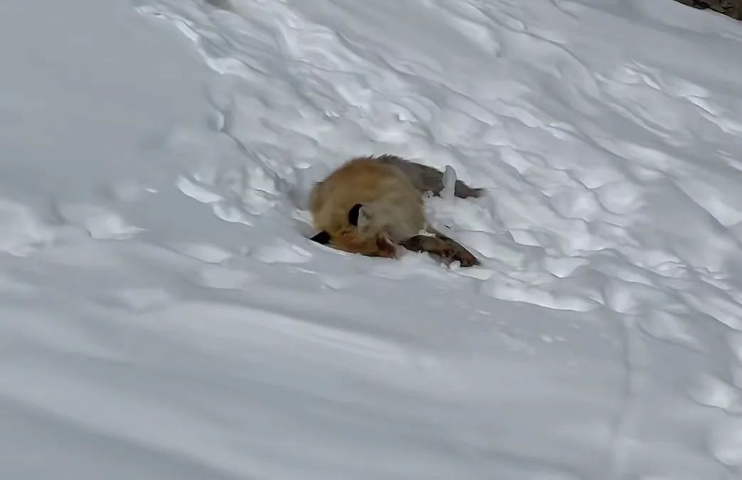 雪地里的野生狐狸。图/视频截图