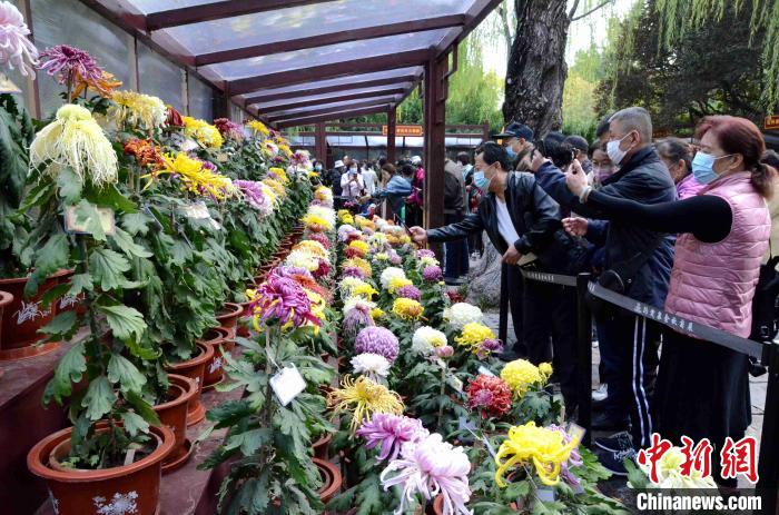 10月25日，第41届趵突泉金秋菊展在山东济南天下第一泉风景区开幕。本届菊展以“菊韵趵突、泉甲天下”为主题，400多个菊花品种，8万余盆菊花，依托泉水自然景观，展现生态济南之美。 孙婷婷 摄