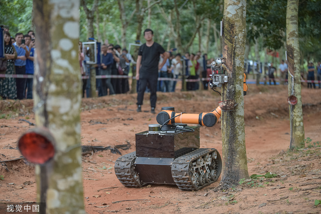 海南澄迈割胶机器人胶林间穿梭作业忙