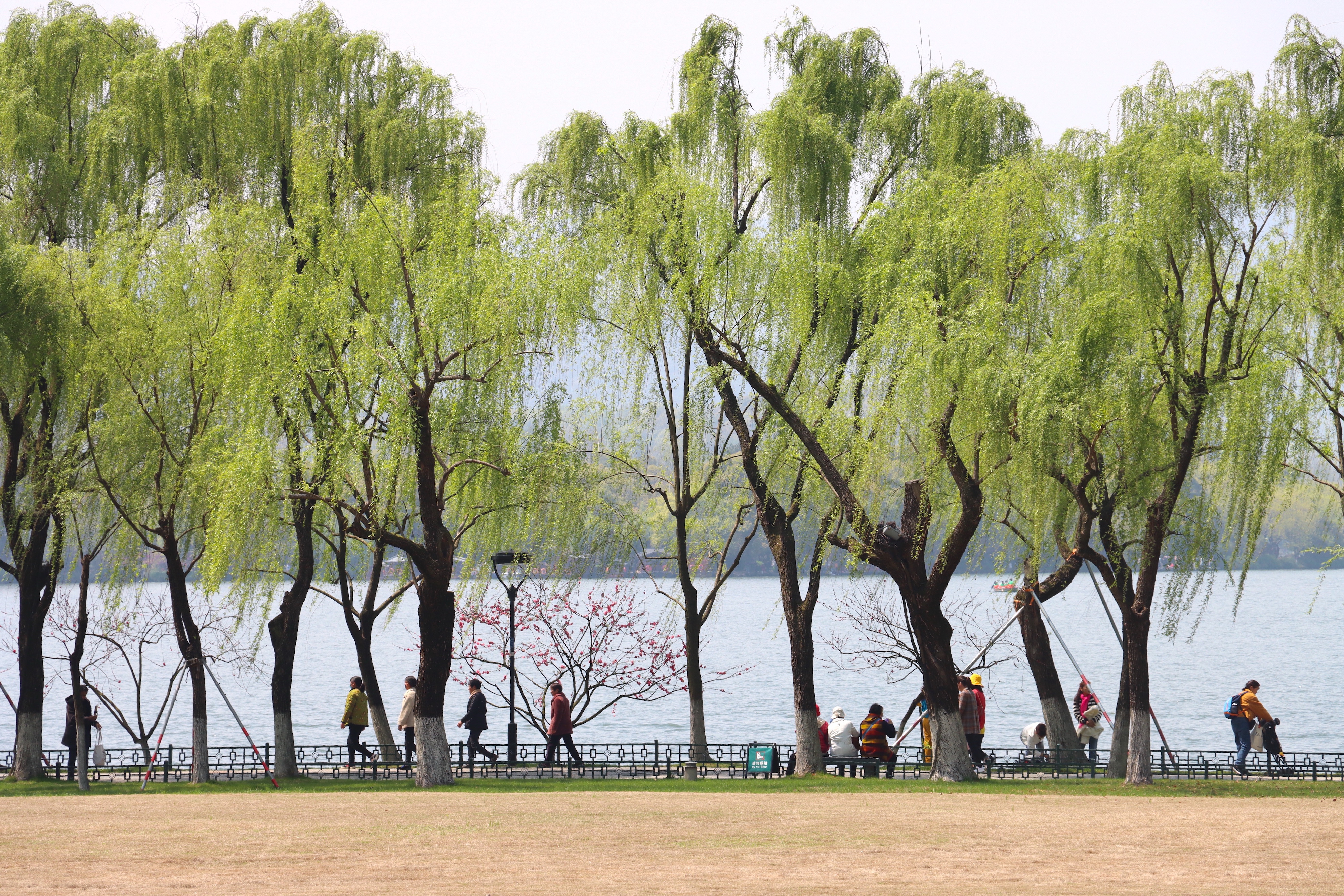 柳浪闻莺植物图片