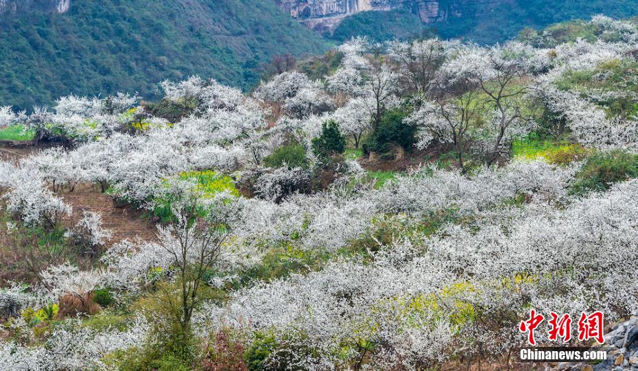 四川叙永万亩乌蒙花海蔚为壮观