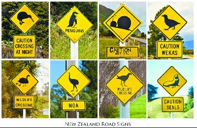 新西兰提醒司机小心动物的路牌。