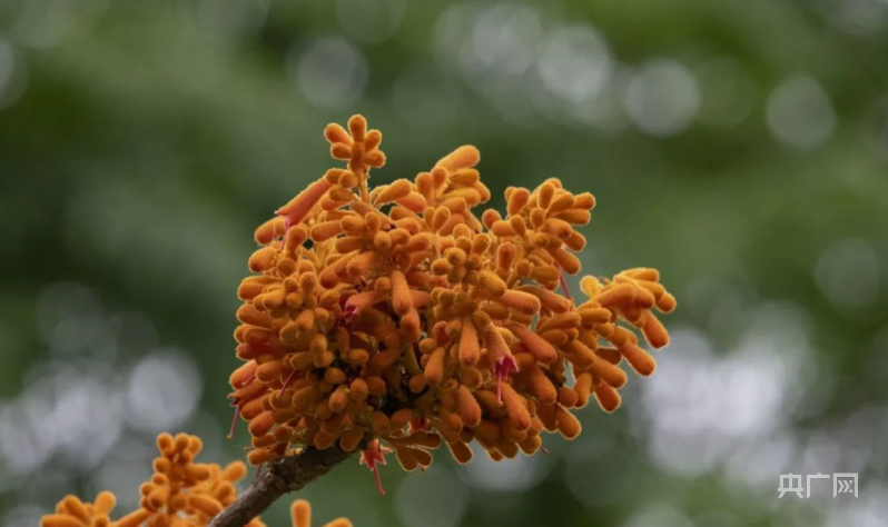 “广西火桐”的花序（央广网发 徐建 摄）