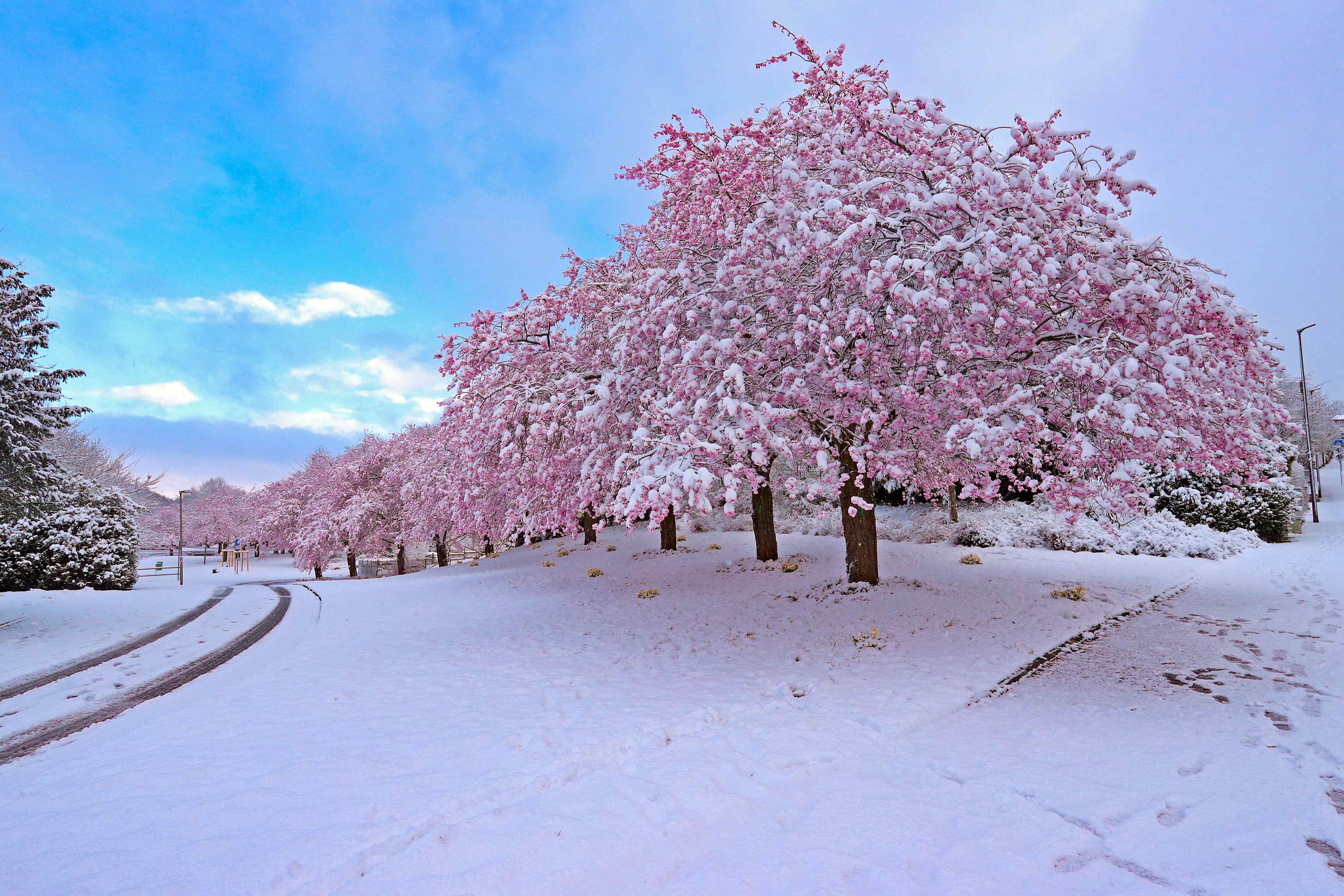 冬天之后的樱花壁纸图片