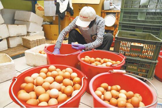 台湾云林县养鸡场员工分拣鸡蛋 。中时新闻网资料图
