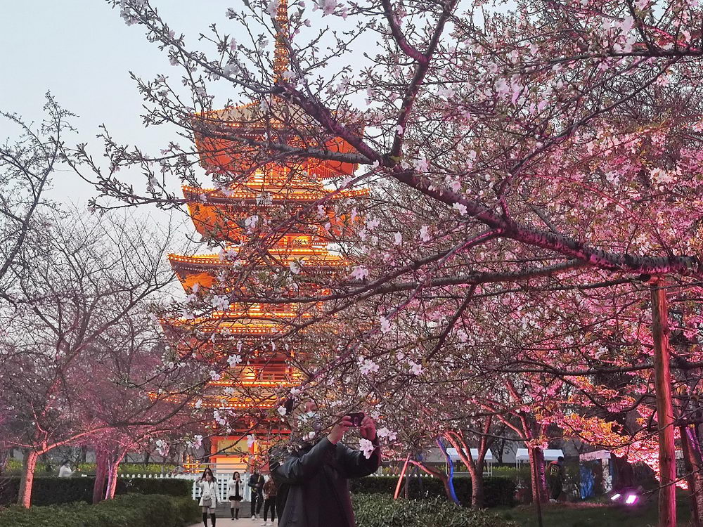 武汉东湖樱花节正式开幕