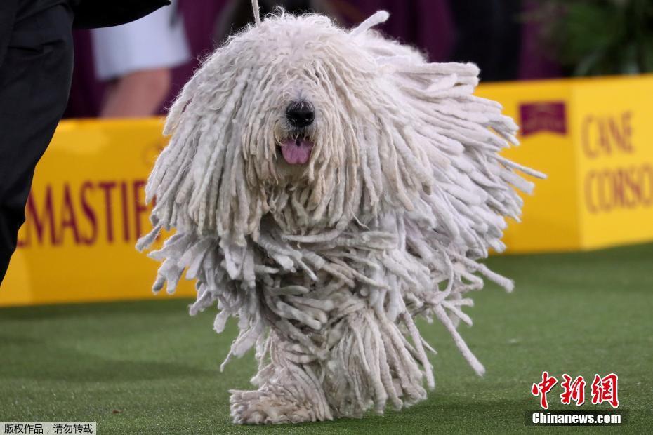 Стол для груминга komondor ts 06n