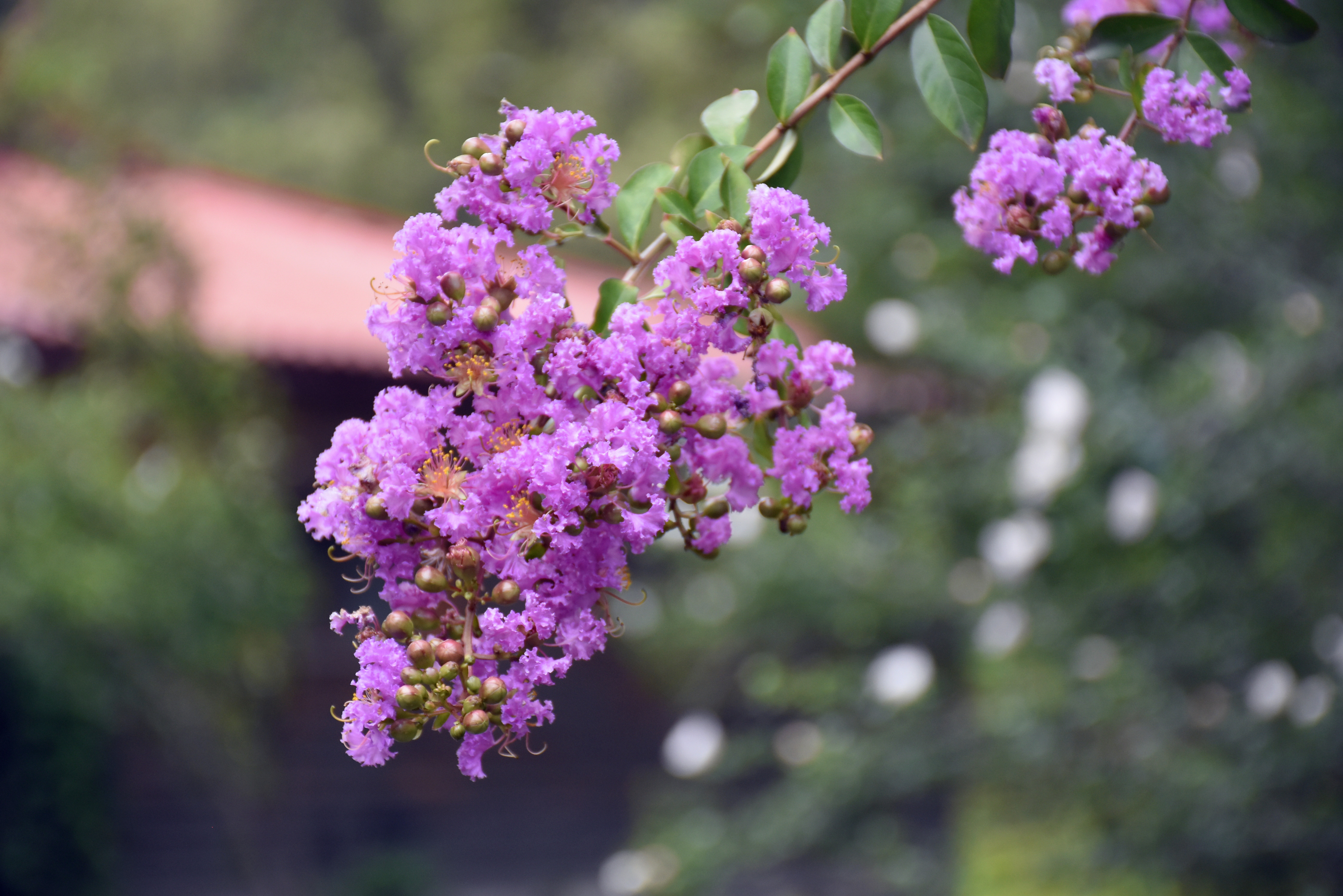 2022年7月2日,北京,小暑临近,国家植物园紫薇花开进入盛花期,香气扑鼻