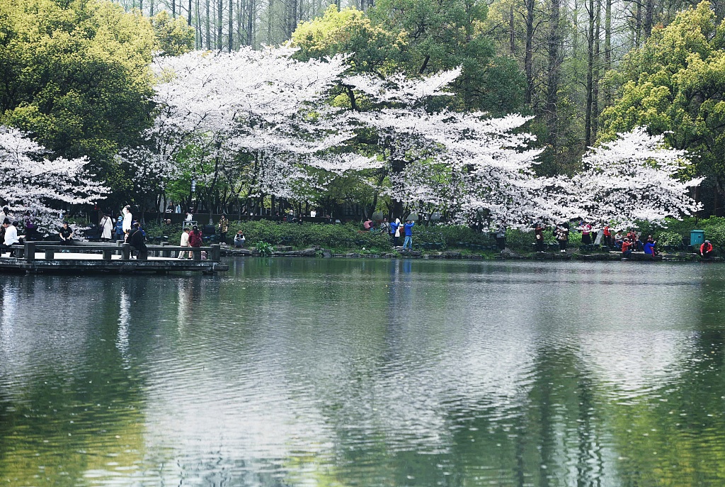 浣花溪公园樱花图片