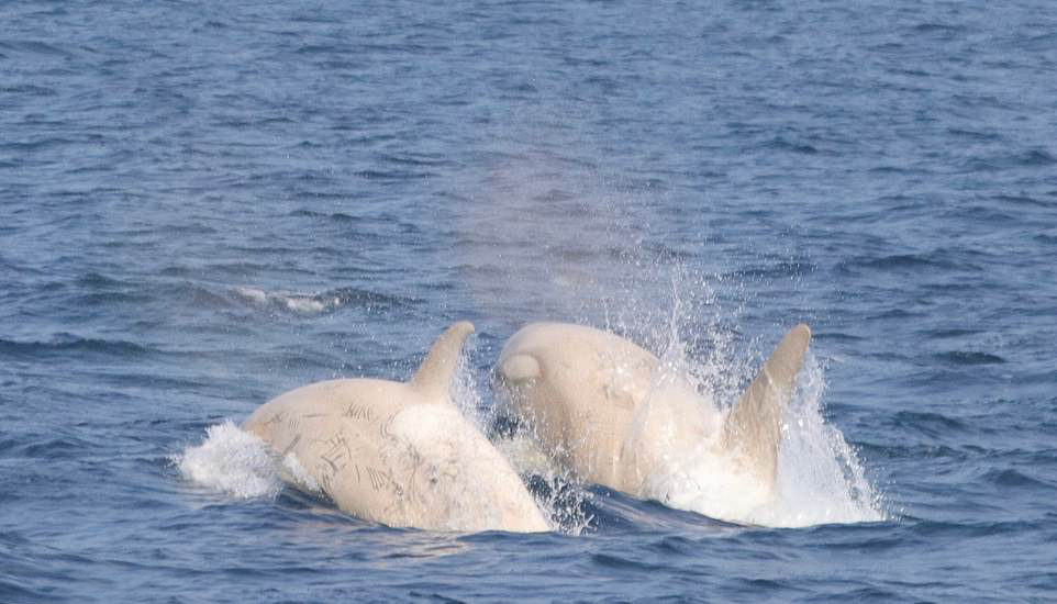 白化虎鲸图片图片