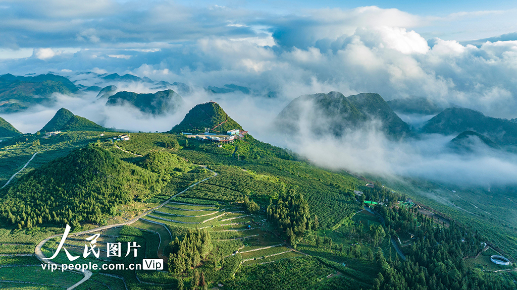 近年来,西畴县大力推进生态文明建设,在石漠化山区建成国家石漠公园