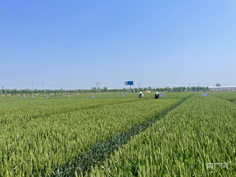 河南省杂交小麦工程技术研究中心实验田里不同品种的小麦(央广网见习