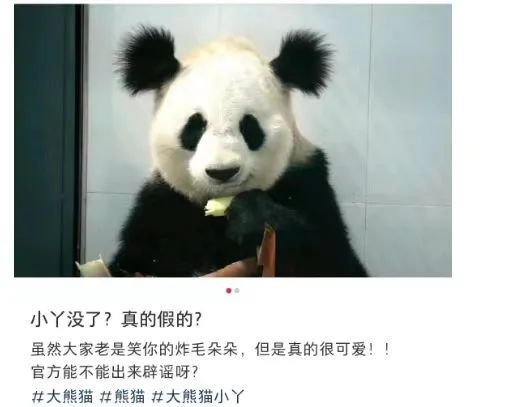网传大熊猫“小丫”去世，引发热议。