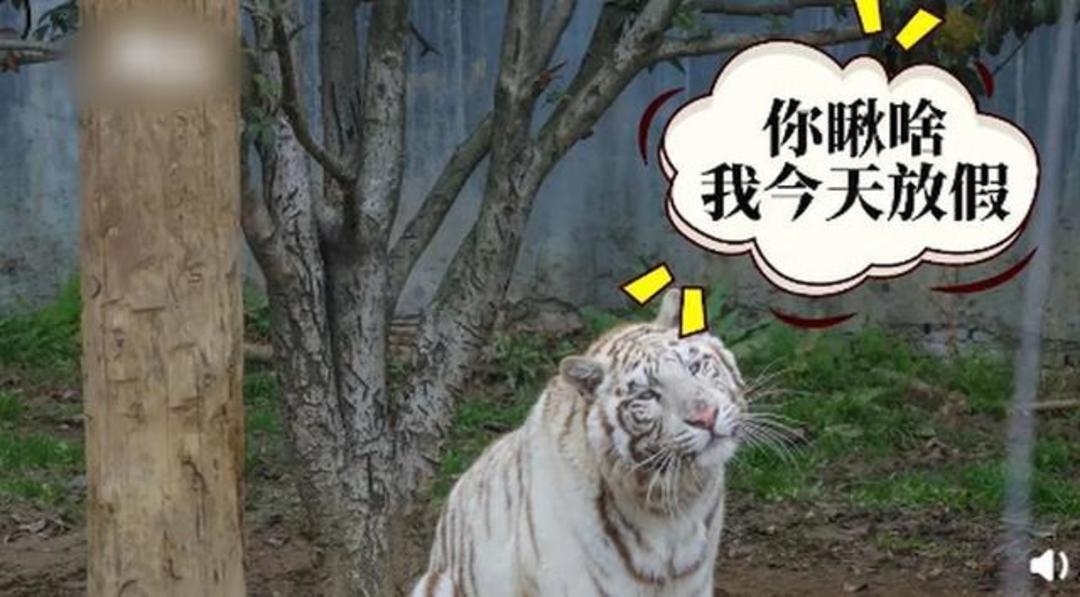 三八节动物园母老虎放假一天公老虎集体营业表情极不熟练