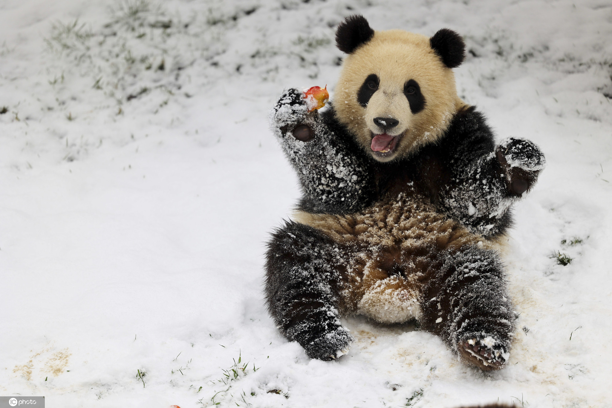旅韩大熊猫“爱宝”遇雪超兴奋！啃雪人自嗨玩疯了