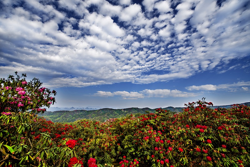 毕节百里杜鹃风景区。罗冠宇 摄