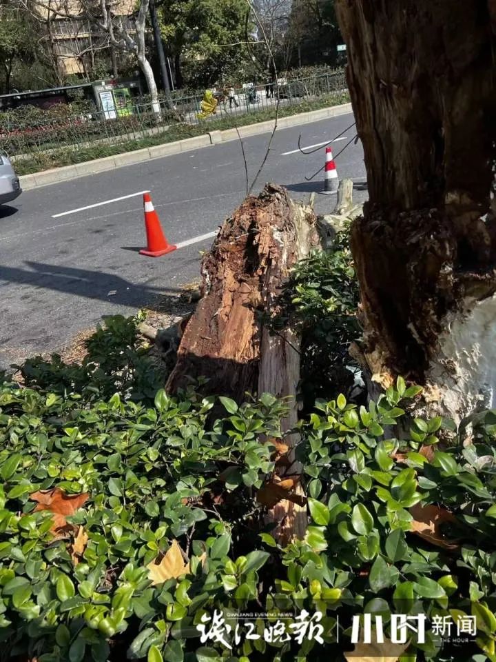 杭州闹市树枝断裂倒下，砸中网约车！司机懵了：再多开一米就……