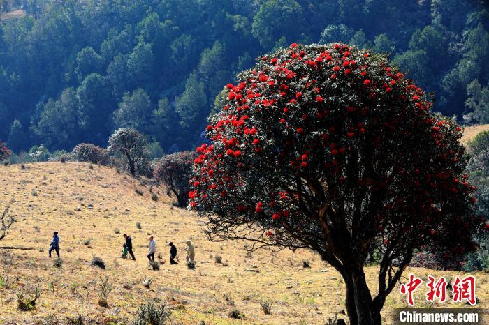云南寻甸万亩杜鹃花齐绽放开启浪漫花海旅游季