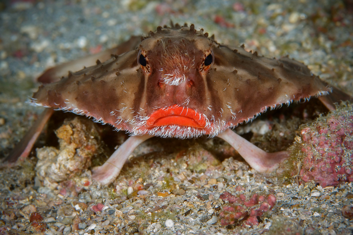 海底世界真奇妙世界海洋日晒晒那些你没见过的深海生物