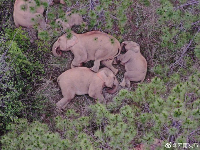 云南北迁象群总体继续向南迁移02在玉溪峨山附近林地觅食活动02独
