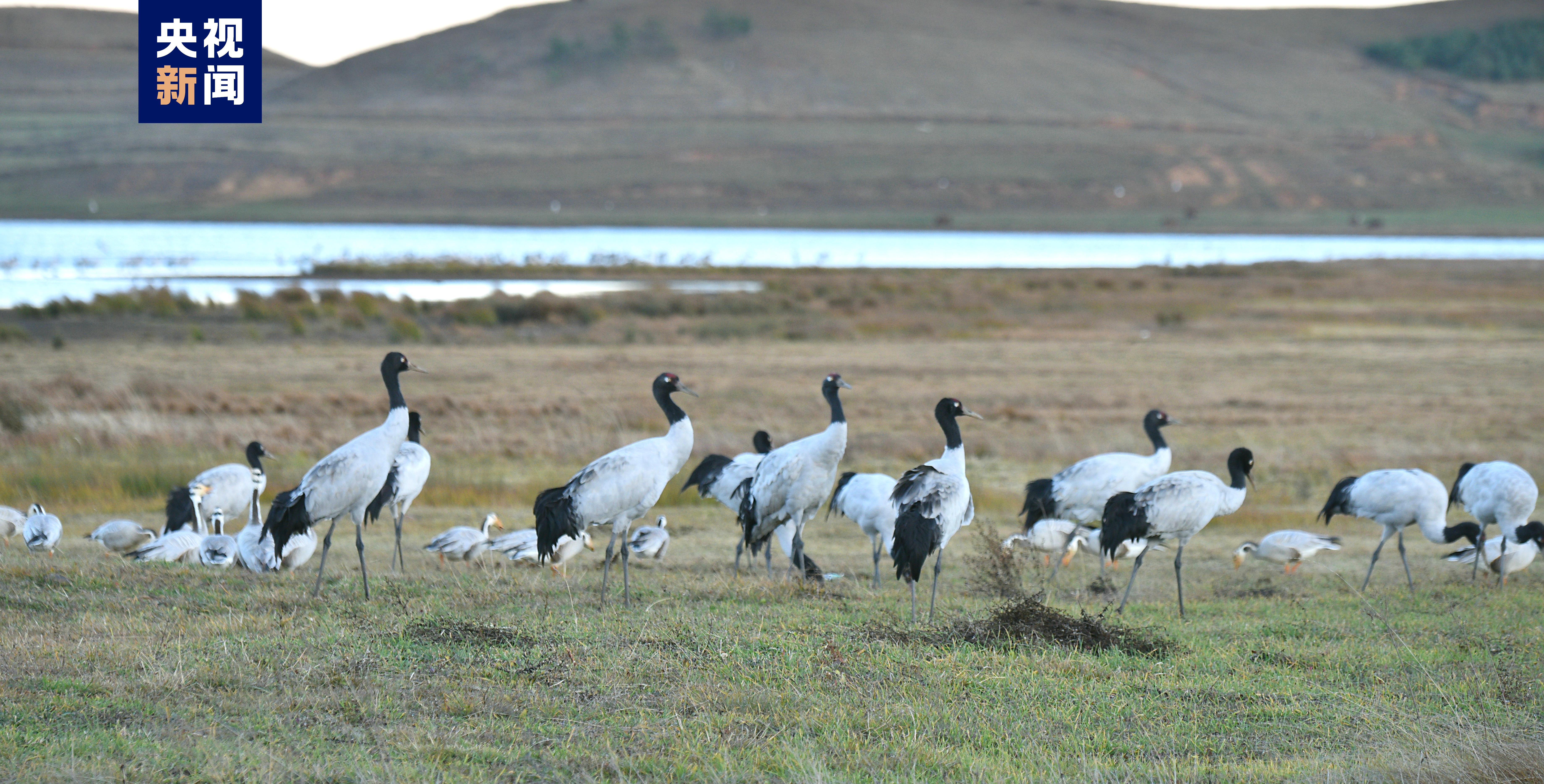 自11月2日首批3只黑颈鹤飞抵大山包以来,伴着天气晴好,大批黑颈鹤接踵