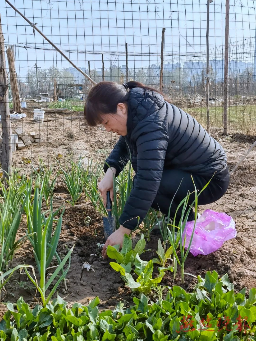 市民正在郊外挖野菜