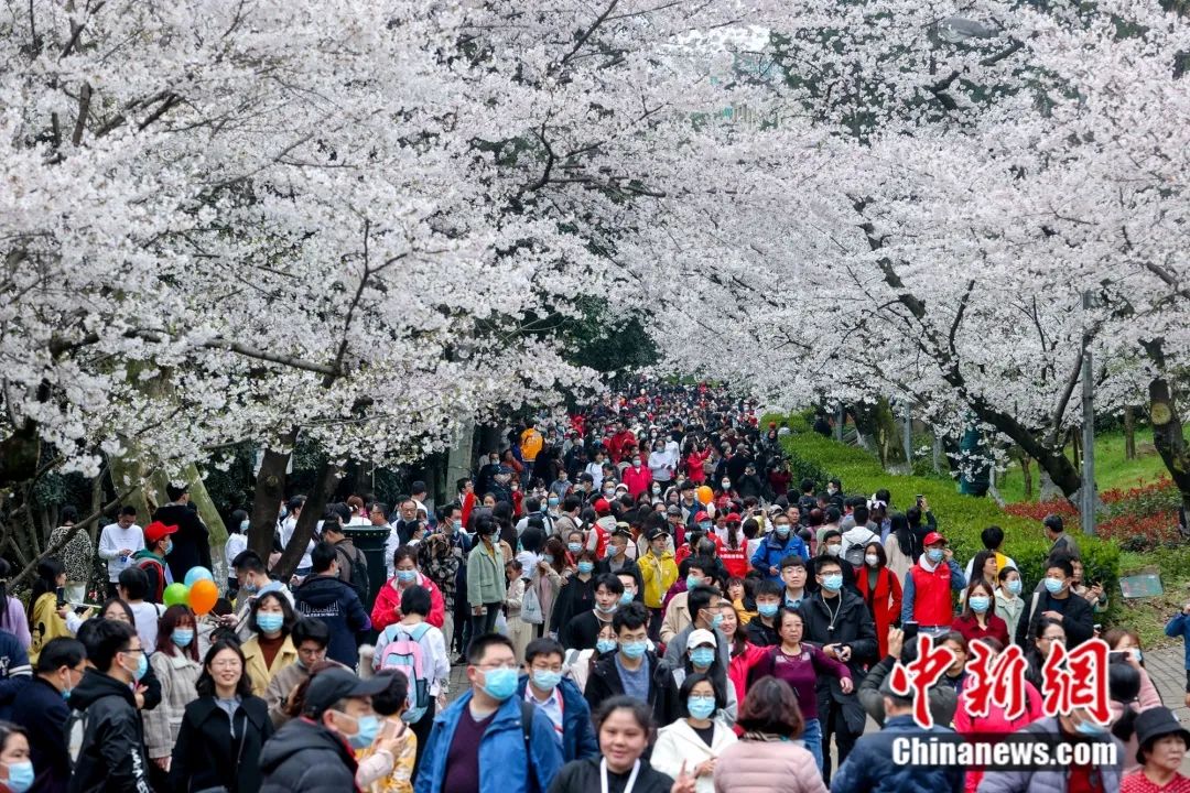 援鄂医疗队员来到武汉大学赏樱花 张畅 摄