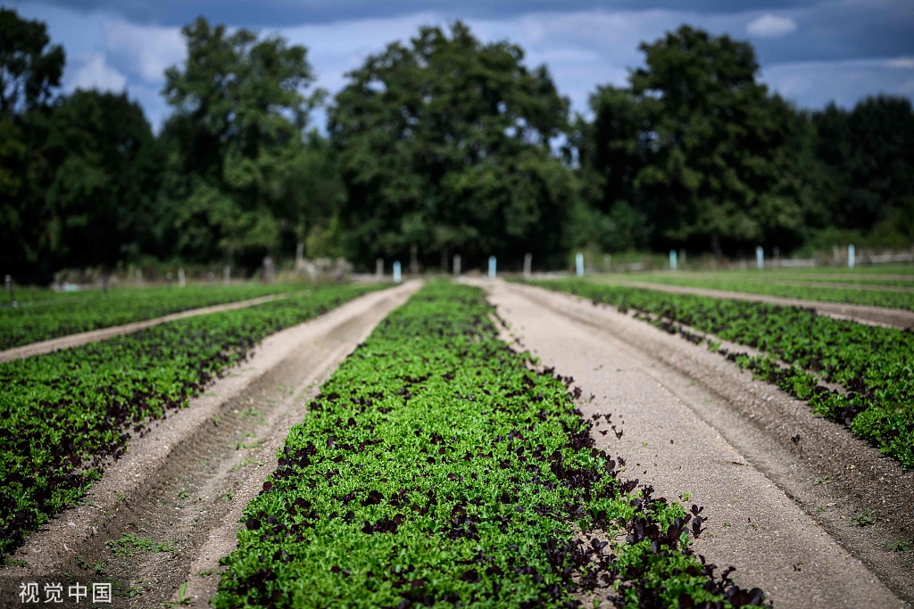 法国农场(视觉中国)