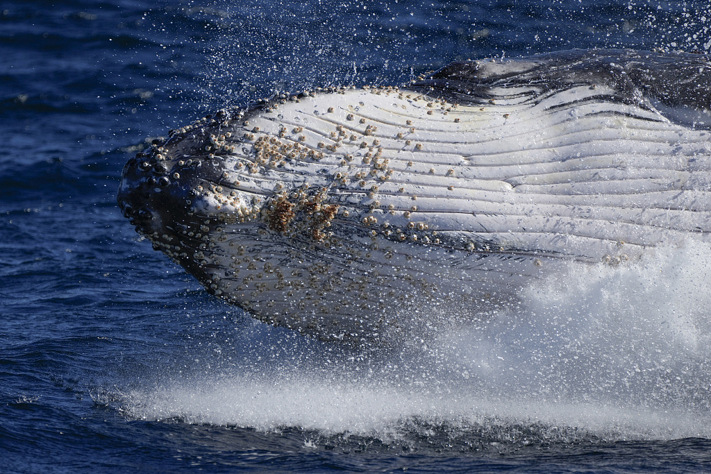 南极座头鲸图片